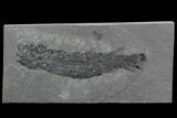 Devonian Lobed-Fin Fish (Osteolepis) - Scotland #98042-1